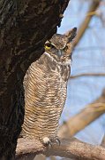 IMG_2076-web * Great Horned Owl; Lincoln Park Zoo. * Great Horned Owl; Lincoln Park Zoo.