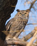 IMG_2159-web * Great Horned Owl; Lincoln Park Zoo. * Great Horned Owl; Lincoln Park Zoo.