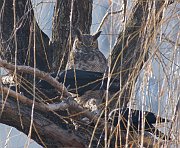 IMG_2224-web * Great Horned Owl fending off Crows; Lincoln Park Zoo. * Great Horned Owl fending off Crows; Lincoln Park Zoo.