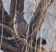 IMG_2236-web * Great Horned Owl fending off Crows; Lincoln Park Zoo. * Great Horned Owl fending off Crows; Lincoln Park Zoo.
