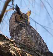 IMG_2285_alt-web * Great Horned Owl; Lincoln Park Zoo. * Great Horned Owl; Lincoln Park Zoo.