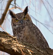 IMG_2300-web * Here's lookin' at you, kid -- Great Horned Owl; Lincoln Park Zoo. * Here's lookin' at you, kid -- Great Horned Owl; Lincoln Park Zoo.