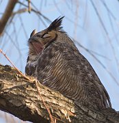 IMG_2364-web * Yawn! -- Great Horned Owl; Lincoln Park Zoo. * Yawn! -- Great Horned Owl; Lincoln Park Zoo.