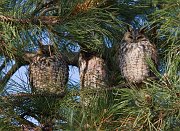 IMG_5727-web * Which is the tree trunk disguised as an owl? * Which is the tree trunk disguised as an owl?