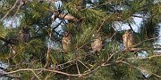 IMG_5818-web * Long-eared Owl communal roost; Chicago * Long-eared Owl communal roost; Chicago