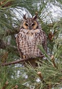 IMG_5866-alt-web * Long-eared Owl; Chicago * Long-eared Owl; Chicago