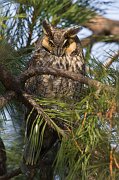 IMG_6658-web * Long-eared Owl; Chicago * Long-eared Owl; Chicago