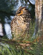 IMG_6708-web * Long-eared Owl; Chicago * Long-eared Owl; Chicago