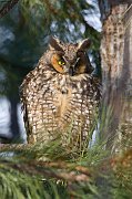 IMG_6727-alt-web * Long-eared Owl; Chicago * Long-eared Owl; Chicago
