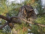 IMG_6786-web * Long-eared Owl preening; Chicago * Long-eared Owl preening; Chicago