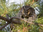 IMG_6819-alt3-web * Long-eared Owl; Chicago * Long-eared Owl; Chicago
