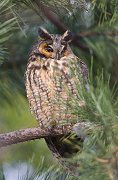 IMG_6984-alt2-web * Long-eared Owl; Chicago * Long-eared Owl; Chicago