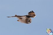 Short-eared