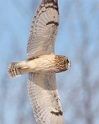 IMG_3275-c1-web * Short-eared Owl; Richard Bong SRA, WI. * Short-eared Owl; Richard Bong SRA, WI.