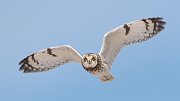 IMG_3280-c1-web * Short-eared Owl; Richard Bong SRA, WI. * Short-eared Owl; Richard Bong SRA, WI.