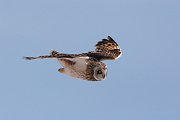 IMG_3308-c1-web * Short-eared Owl; Richard Bong SRA, WI. * Short-eared Owl; Richard Bong SRA, WI.