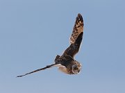 IMG_3309-c1-web * Short-eared Owl; Richard Bong SRA, WI. * Short-eared Owl; Richard Bong SRA, WI.