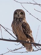 IMG_3351-c1-web * Short-eared Owl; Richard Bong SRA, WI. * Short-eared Owl; Richard Bong SRA, WI.