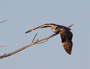 IMG_4016_alt-web * Short-eared Owl; Rollins Savanna, Grayslake, IL. * Short-eared Owl; Rollins Savanna, Grayslake, IL.