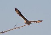IMG_4017-web * Short-eared Owl; Rollins Savanna, Grayslake, IL. * Short-eared Owl; Rollins Savanna, Grayslake, IL.