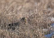 IMG_8051-c1-web * Short-eared Owl; Bartel Grasslands, Tinley Park, IL. * Short-eared Owl; Bartel Grasslands, Tinley Park, IL.