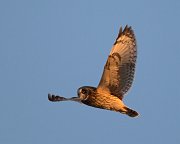 IMG_8095-c1-web * Short-eared Owl; Bartel Grasslands, Tinley Park, IL. * Short-eared Owl; Bartel Grasslands, Tinley Park, IL.