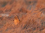 IMG_8108-c1-web * Short-eared Owl; Bartel Grasslands, Tinley Park, IL. * Short-eared Owl; Bartel Grasslands, Tinley Park, IL.