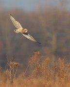 IMG_8123-web * Short-eared Owl; Bartel Grasslands, Tinley Park, IL. * Short-eared Owl; Bartel Grasslands, Tinley Park, IL.
