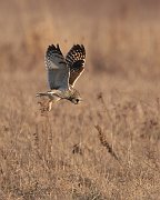 IMG_8166-c1-web * Short-eared Owl; Bartel Grasslands, Tinley Park, IL. * Short-eared Owl; Bartel Grasslands, Tinley Park, IL.
