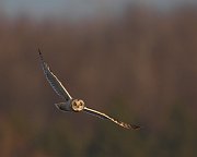IMG_8181-c1-web * Short-eared Owl; Bartel Grasslands, Tinley Park, IL. * Short-eared Owl; Bartel Grasslands, Tinley Park, IL.