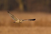 IMG_8188-web * Short-eared Owl; Bartel Grasslands, Tinley Park, IL. * Short-eared Owl; Bartel Grasslands, Tinley Park, IL.
