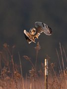 IMG_8216-c1-web * Short-eared Owl; Bartel Grasslands, Tinley Park, IL. * Short-eared Owl; Bartel Grasslands, Tinley Park, IL.