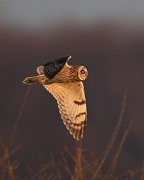 IMG_8229-c1-web * Short-eared Owl; Bartel Grasslands, Tinley Park, IL. * Short-eared Owl; Bartel Grasslands, Tinley Park, IL.
