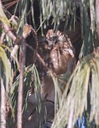 IMG_3361_alt-web * Northern Saw-whet Owl; Morton Arboretum, Lisle, IL. * Northern Saw-whet Owl; Morton Arboretum, Lisle, IL.