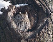 IMG_3477-web * Eastern Screech-owl; Morton Arboretum, Lisle, IL. * Eastern Screech-owl; Morton Arboretum, Lisle, IL.