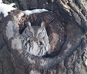 IMG_3482-web * Eastern Screech-owl; Morton Arboretum, Lisle, IL. * Eastern Screech-owl; Morton Arboretum, Lisle, IL.