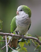 IMG_4935-web * Monk Parakeet; Hyde Park, Chicago. * Monk Parakeet; Hyde Park, Chicago.