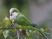 IMG_4940-web * Monk Parakeet; Hyde Park, Chicago. * Monk Parakeet; Hyde Park, Chicago.