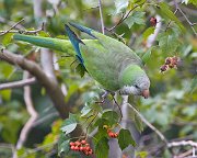 IMG_4957-web * Monk Parakeet; Hyde Park, Chicago. * Monk Parakeet; Hyde Park, Chicago.