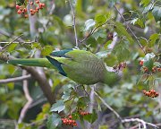 IMG_4959-web * Monk Parakeet; Hyde Park, Chicago. * Monk Parakeet; Hyde Park, Chicago.