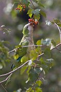 IMG_4993-web * Monk Parakeet; Hyde Park, Chicago. * Monk Parakeet; Hyde Park, Chicago.