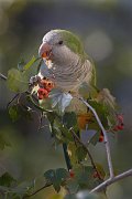 IMG_5453-web * Monk Parakeet; Hyde Park, Chicago. * Monk Parakeet; Hyde Park, Chicago.