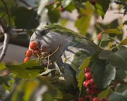 IMG_5499-web * Monk Parakeet; Hyde Park, Chicago. * Monk Parakeet; Hyde Park, Chicago.