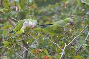 IMG_5757-web * Monk Parakeet; Hyde Park, Chicago. * Monk Parakeet; Hyde Park, Chicago.