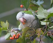 IMG_5774-web * Monk Parakeet; Hyde Park, Chicago. * Monk Parakeet; Hyde Park, Chicago.