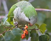 IMG_5783-web * Monk Parakeet; Hyde Park, Chicago. * Monk Parakeet; Hyde Park, Chicago.