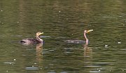 IMG_3832-web * Double-crested Cormorants; Lincoln Park North Pond. * Double-crested Cormorants; Lincoln Park North Pond.