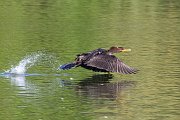 IMG_3839-web * Double-crested Cormorant; Lincoln Park North Pond. * Double-crested Cormorant; Lincoln Park North Pond.