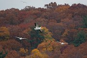 IMG_7499-web * White Pelicans; Illinois River at Starved Rock SP. * White Pelicans; Illinois River at Starved Rock SP.