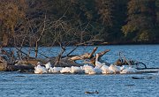 IMG_7578-web * White Pelicans; Illinois River at Starved Rock SP. * White Pelicans; Illinois River at Starved Rock SP.
